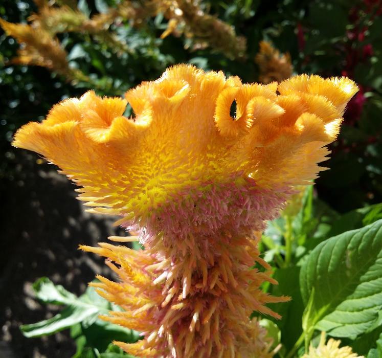 Celosia Flower Rooster Head