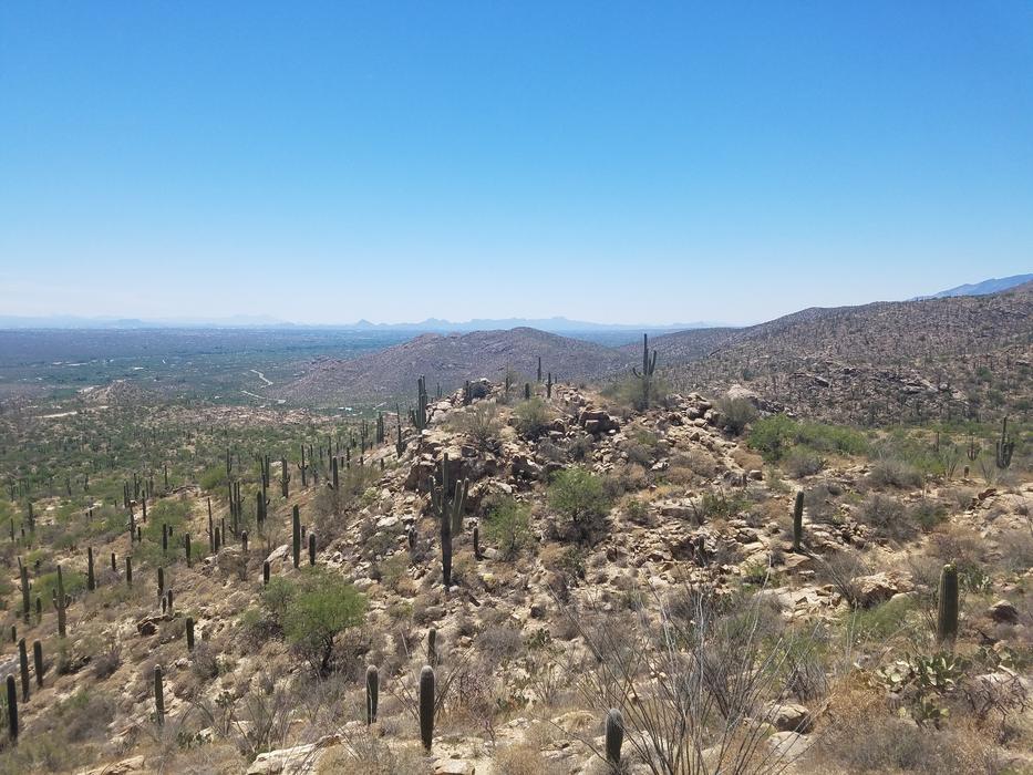 the sandy desert is wild