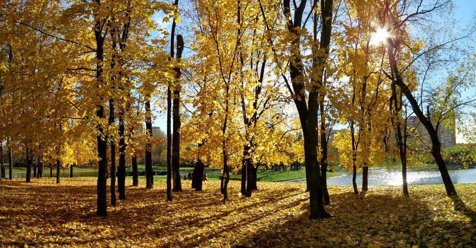 golden magnificent autumn under the sun