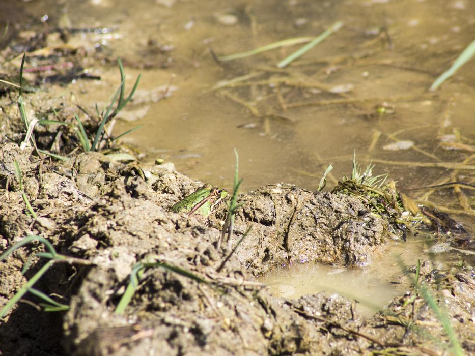 Frog Batrachian in dirty water