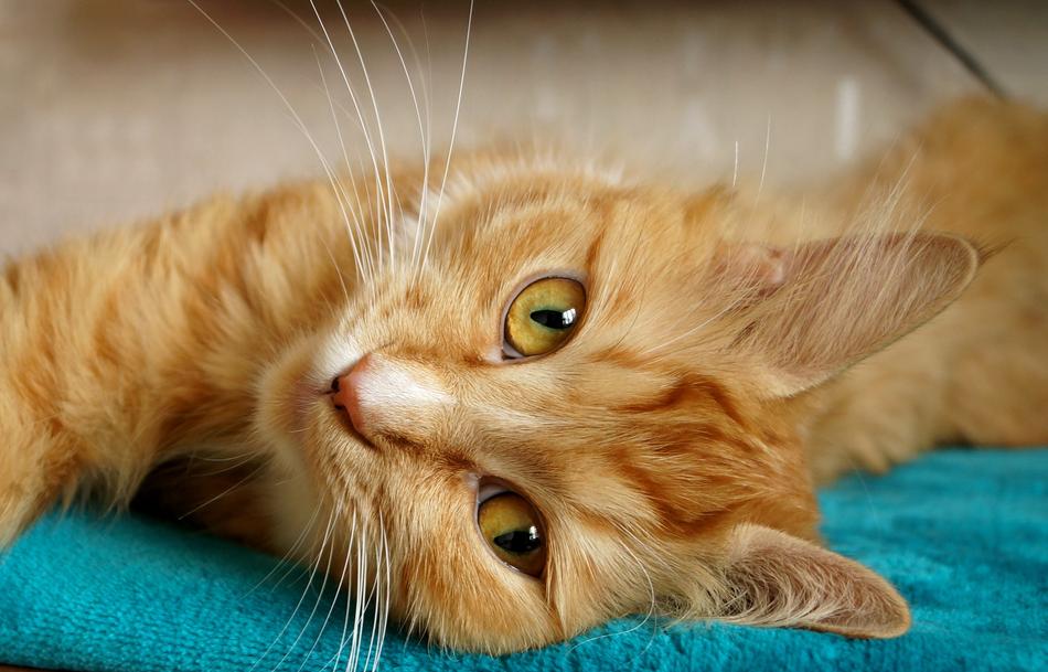 Freckle Cat