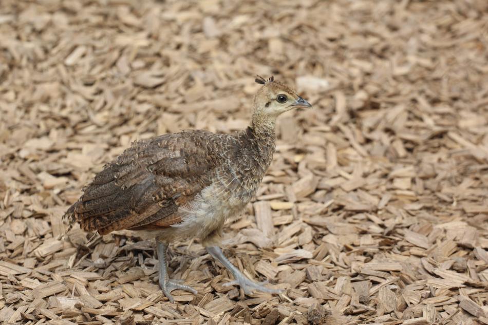Young Peacock