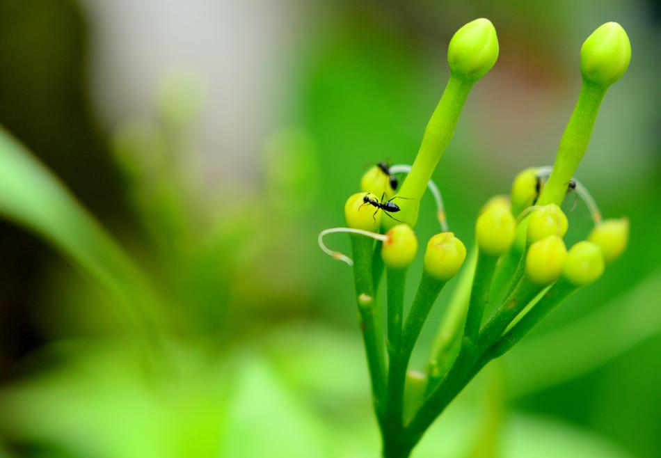 green plants on foliage landscape