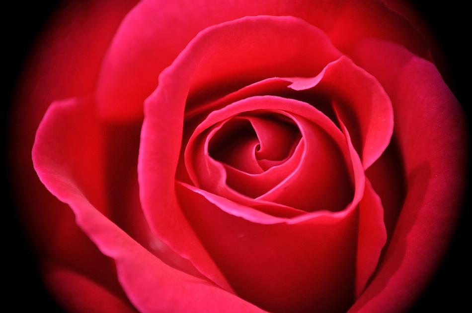 delicate red rose bud