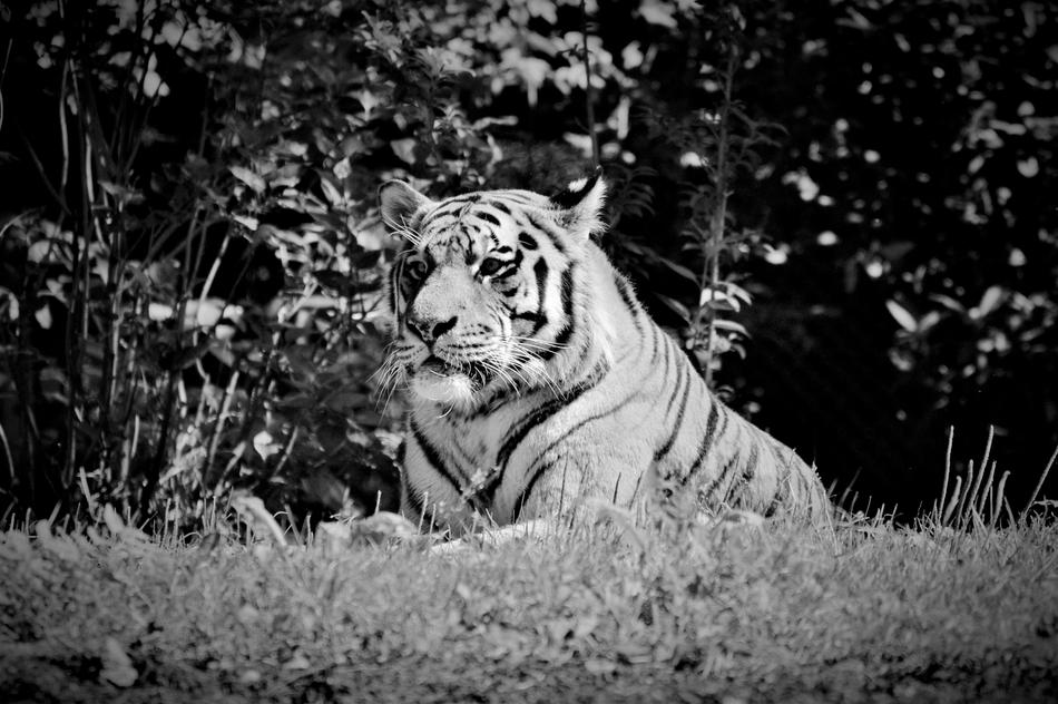 big tiger resting proudly in the wild