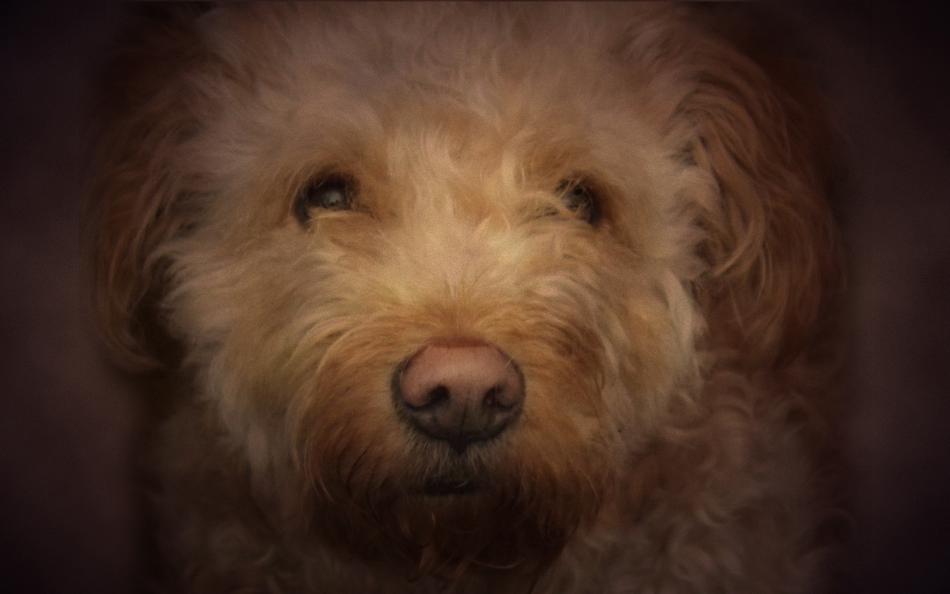 Dog Beautiful