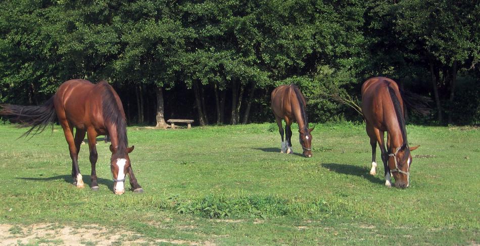 Horses grazing in Nature