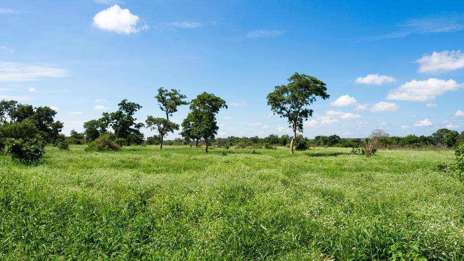 a wild field with trees near the clouds