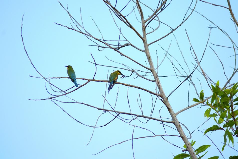 Tree Trees Branch