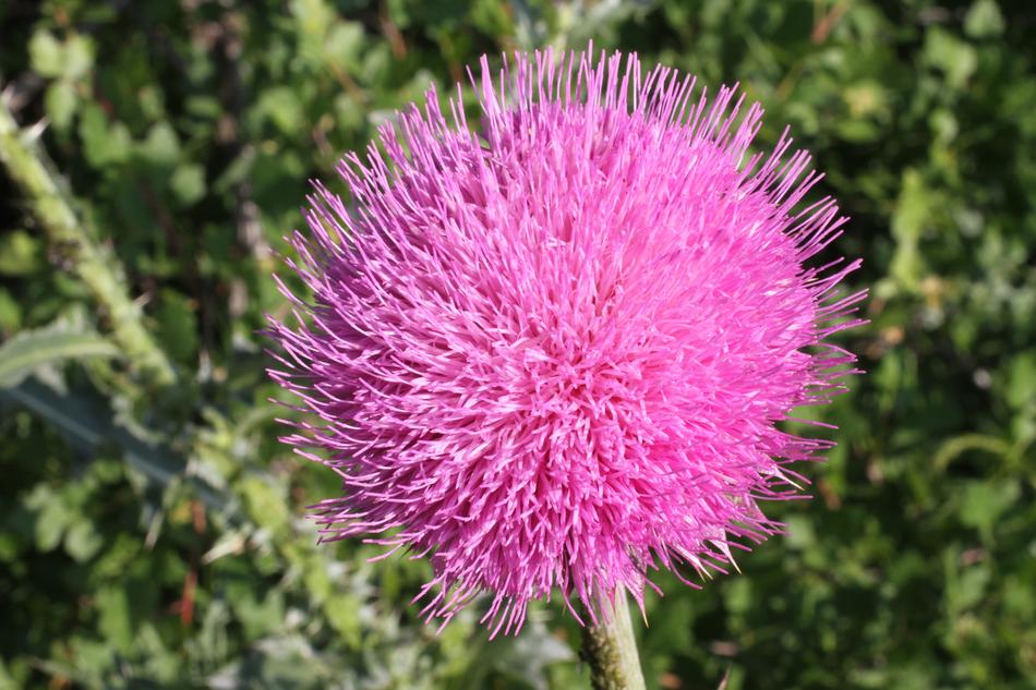 Pink Flower blooming