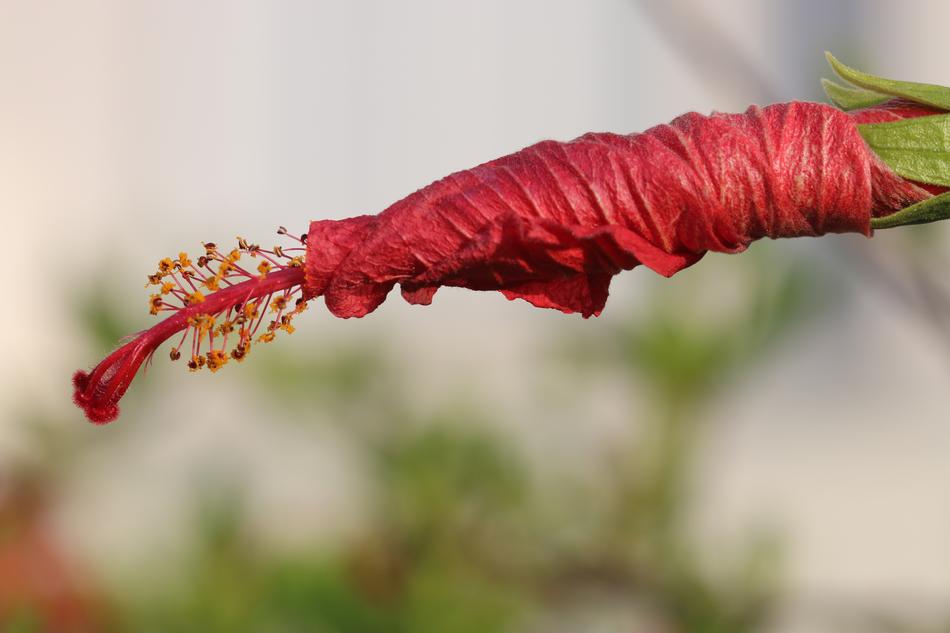 red flower on a sprout landscape