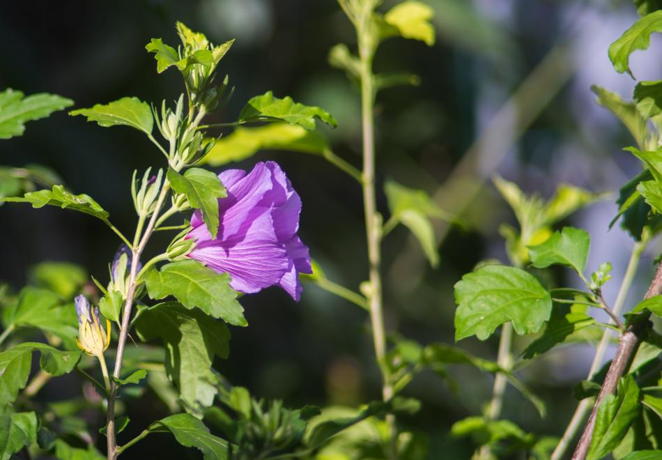 a small purple flower on a sprout
