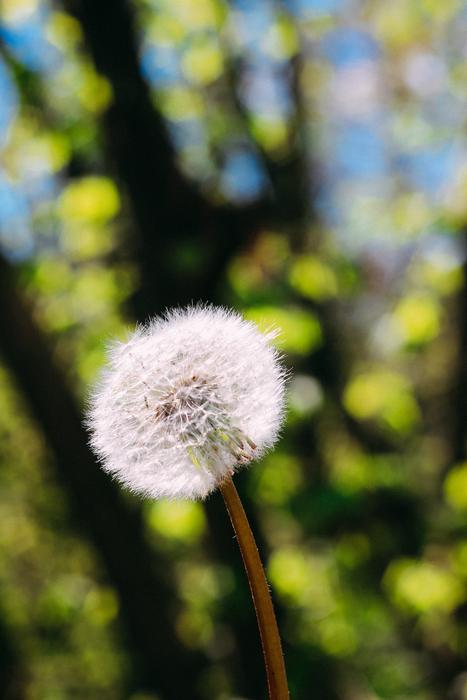 white flower on a stem in green