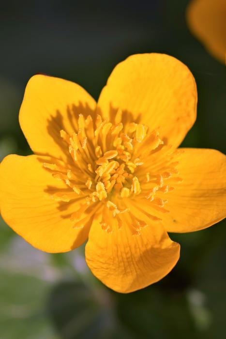yellow unusual flower in the garden