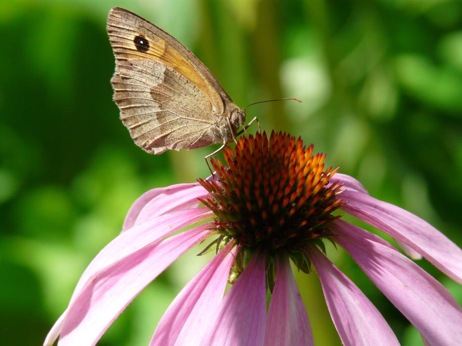Nature Floral Summer