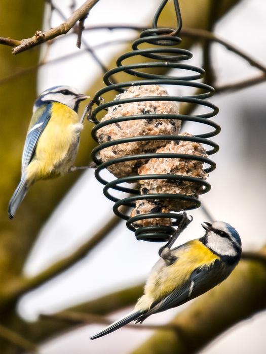 Blue Tit Bird