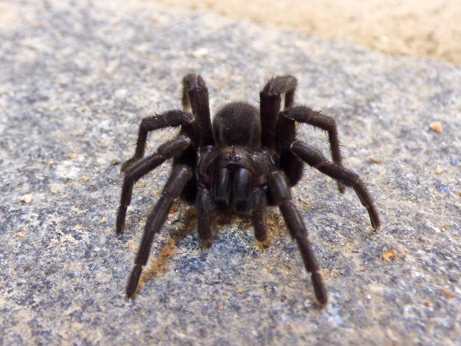 the big spider on the ground