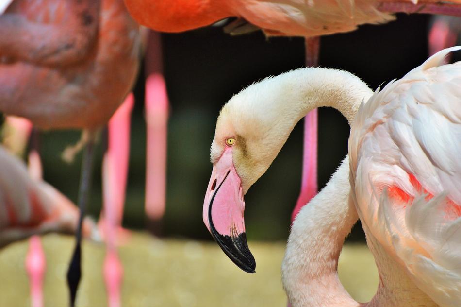Flamingo Bird Pink