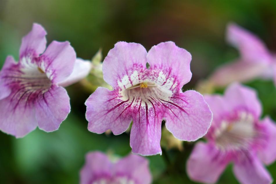 small pink flowers in closeup