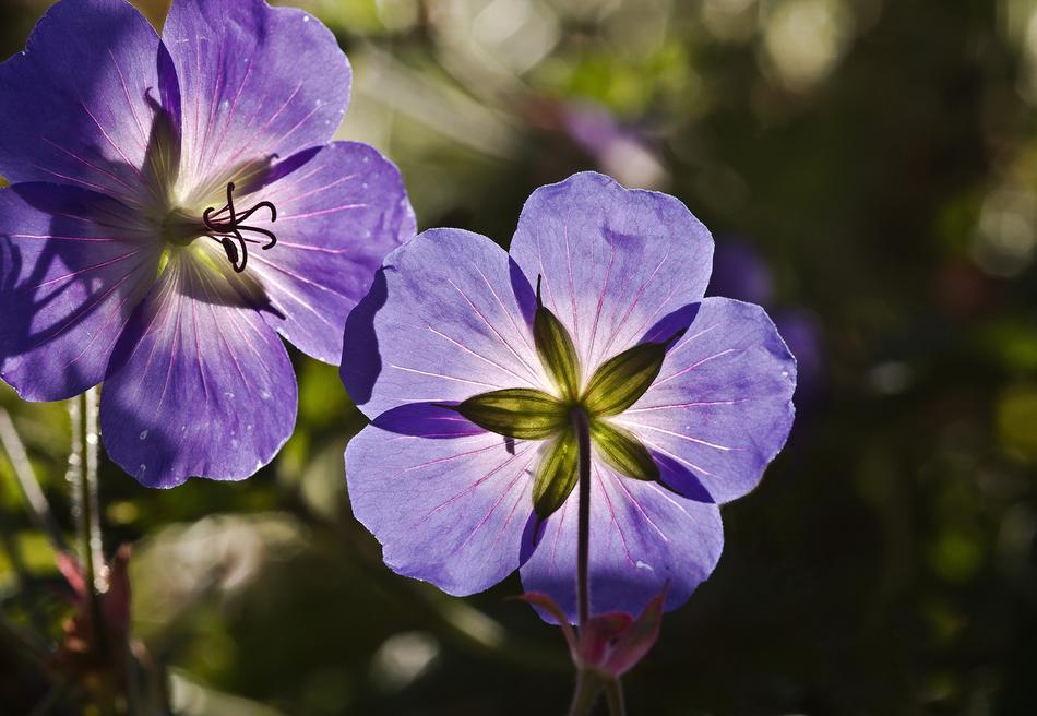 unusual purple flowers in the garden