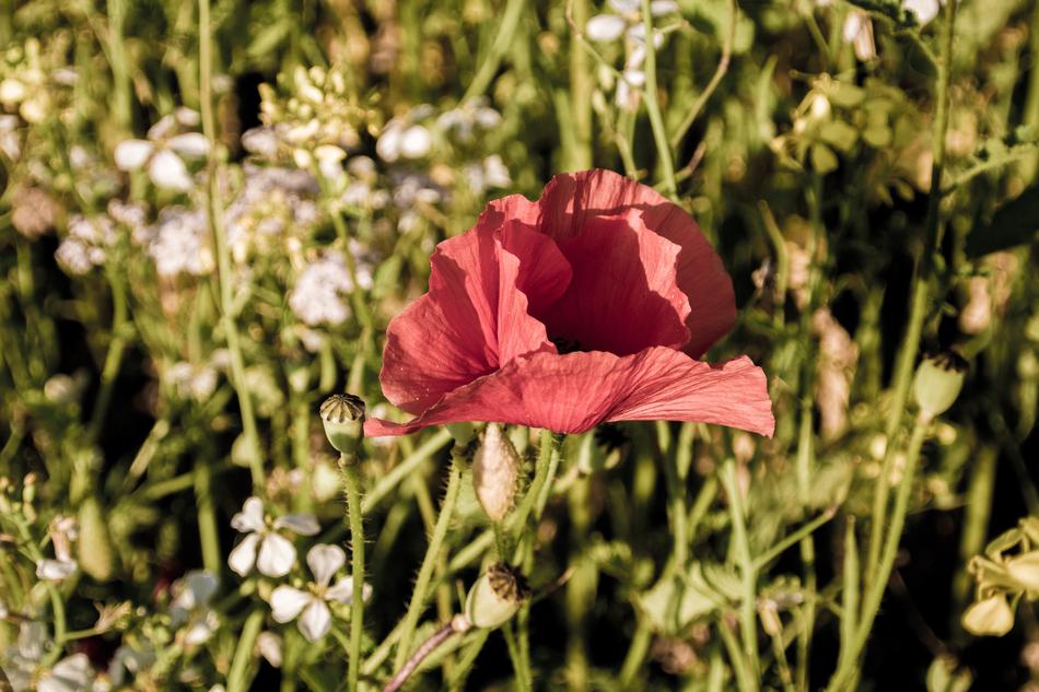 red poppy flower in the grass