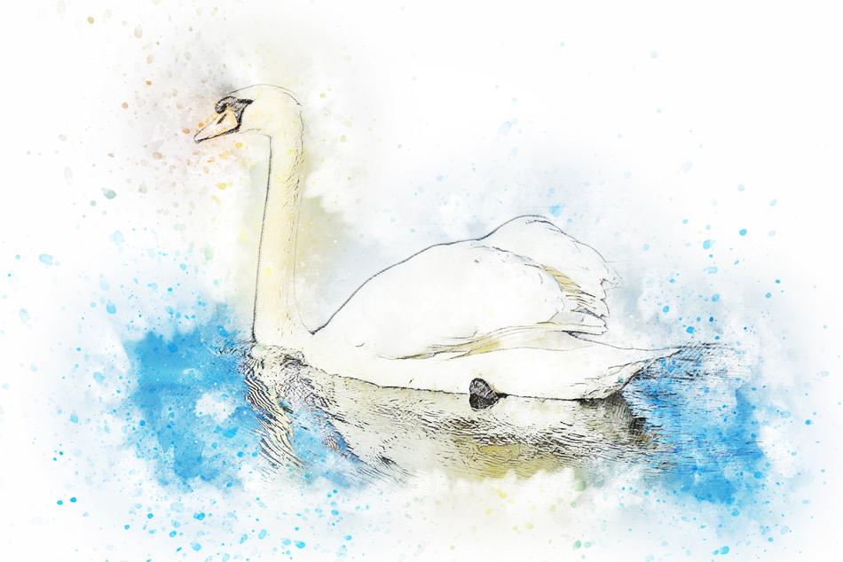 swan water bird art abstract