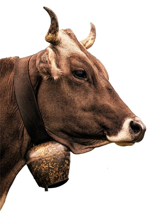 Cow Milk Beef