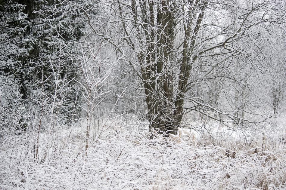 trees forest snowy landscape