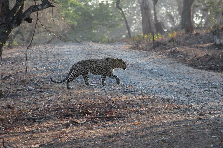 india leopard wild west