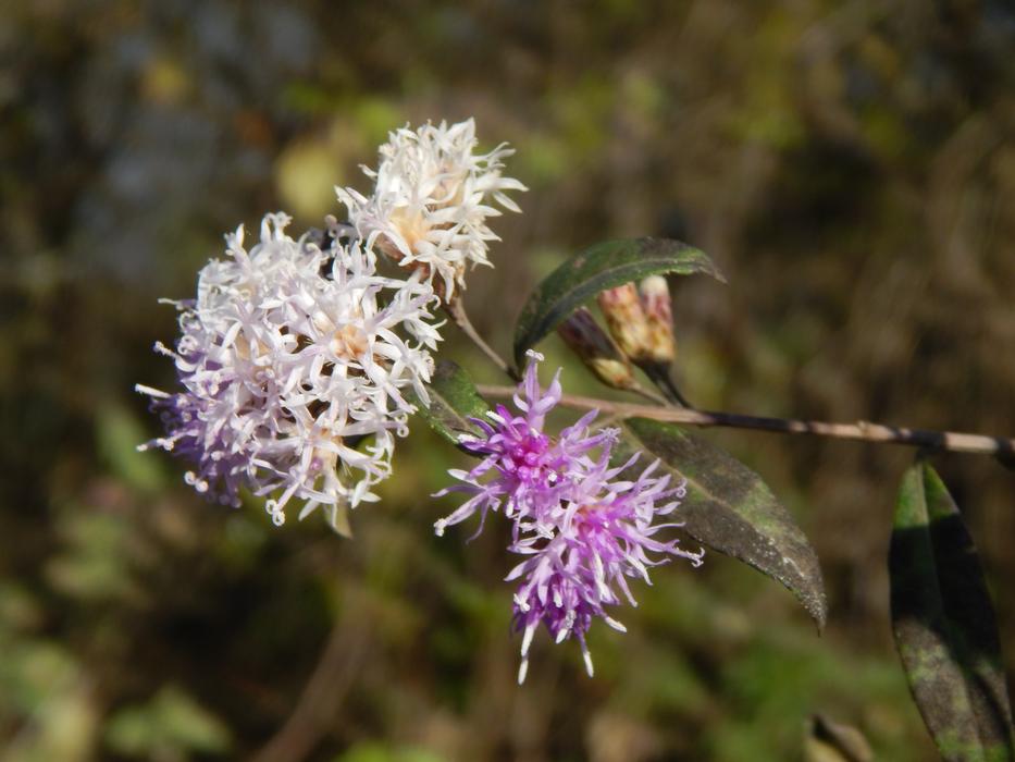 small flowers on a branch in the forest
