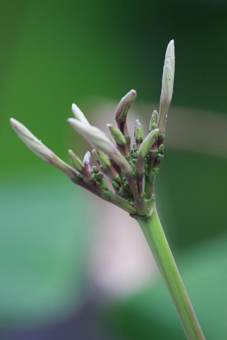 Closeup photo of Seasonal Flower