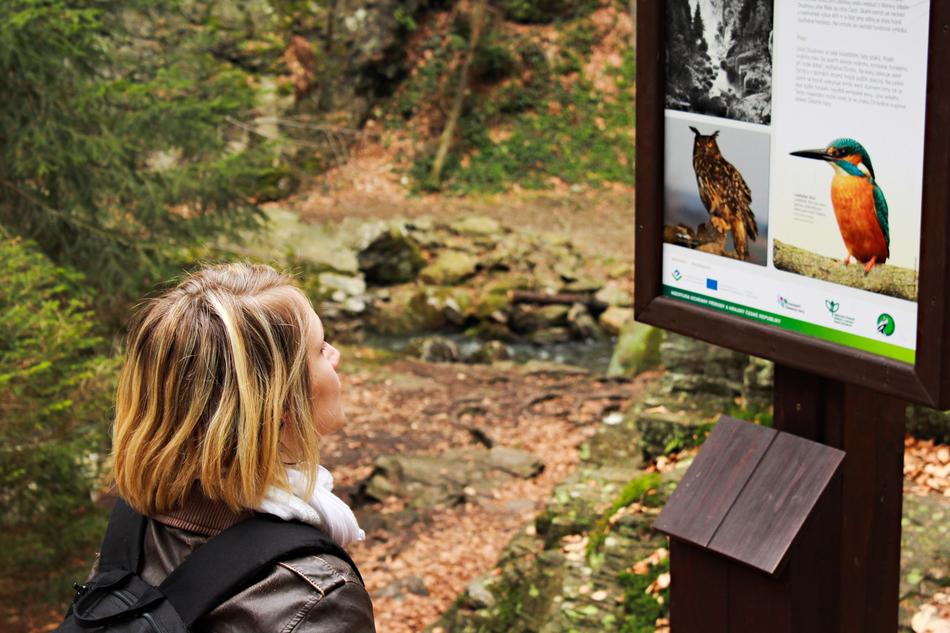 the girl looks at the birds