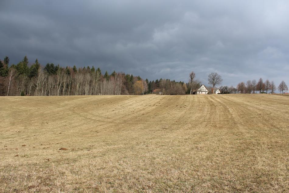 the wheat field is large