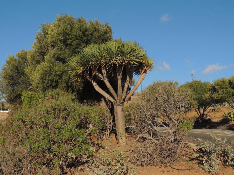 Tree Drago Nature