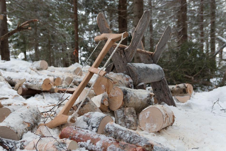 Saw Wood in Forest