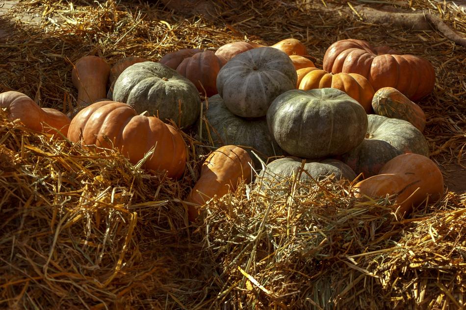 Colorful fresh pumpkins in the hay