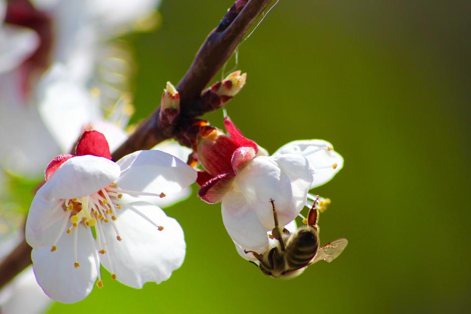 Bee Flower Green