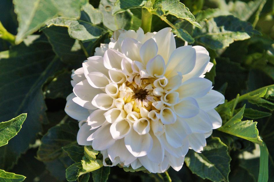 white Dahlia Flower bloom