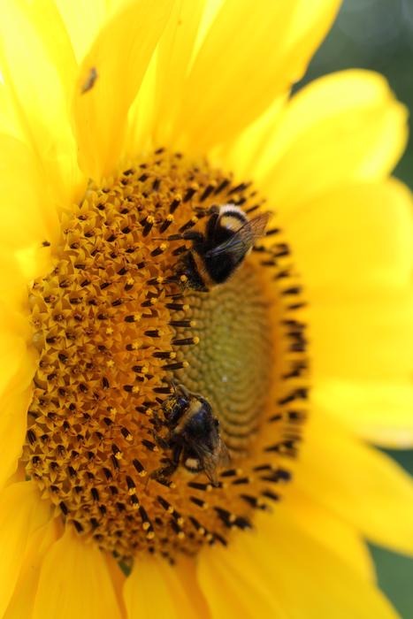 a beautiful yellow flower is blooming
