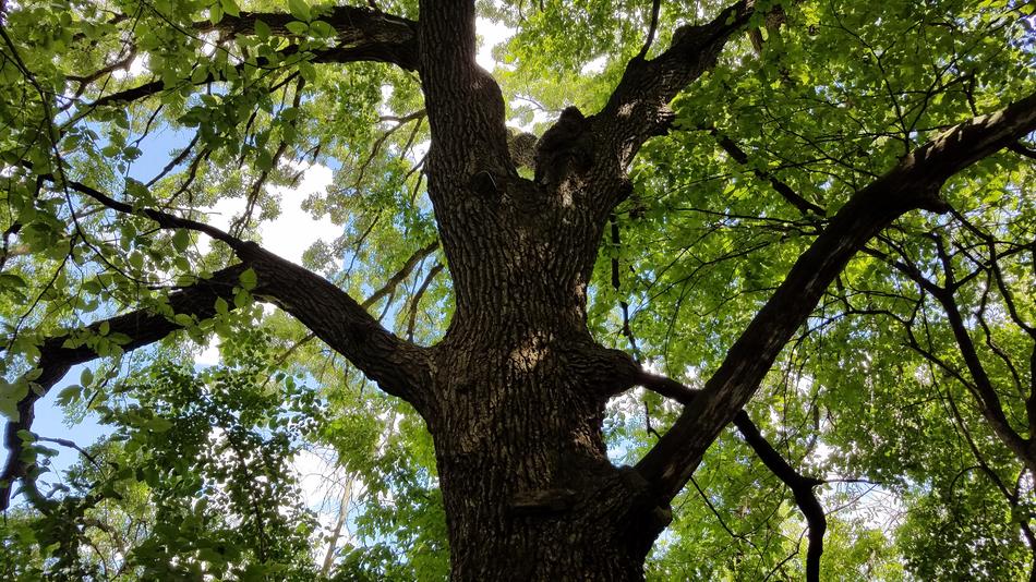 Twisted Canopy Tree