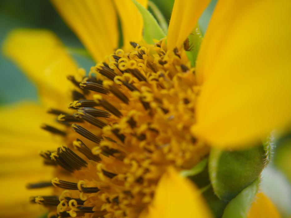 Sunflower Blossom macro picture