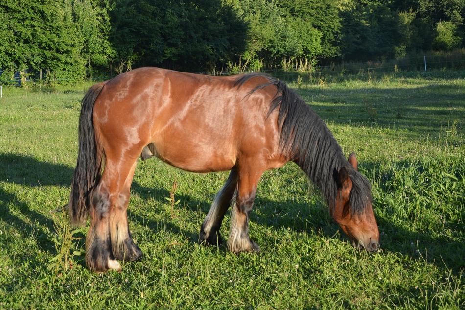 Horse Equine Mane