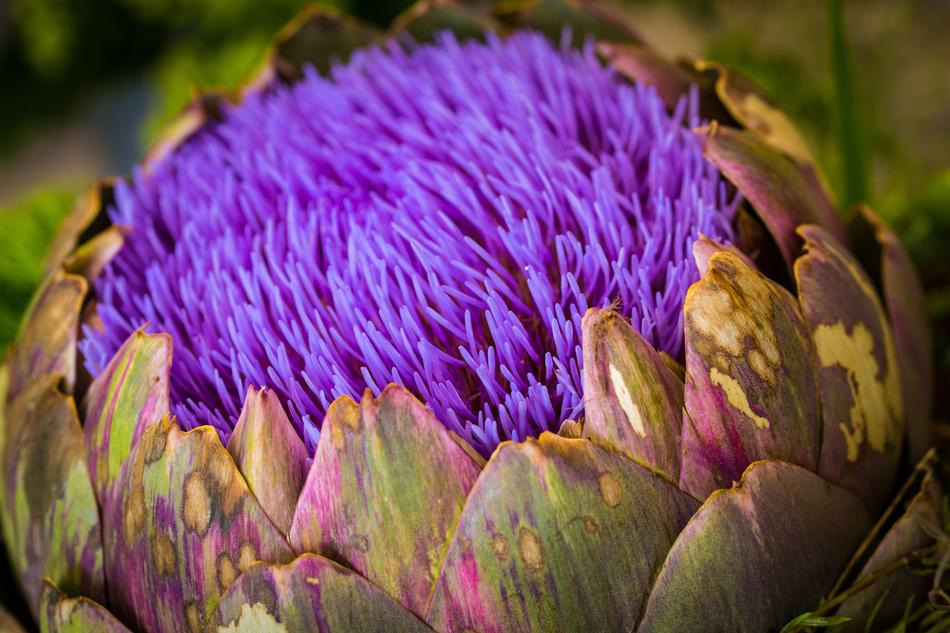 Artichoke Flower Fruits
