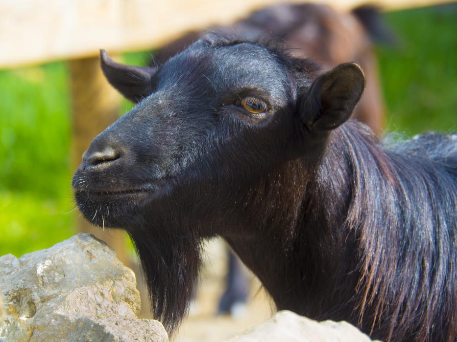 Goat Black Male Without