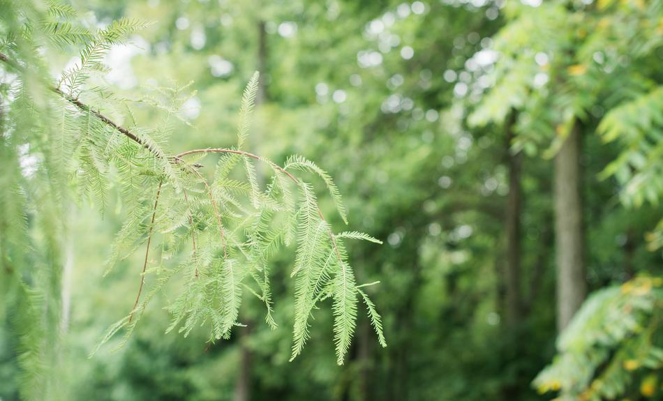 Tree Green Summer