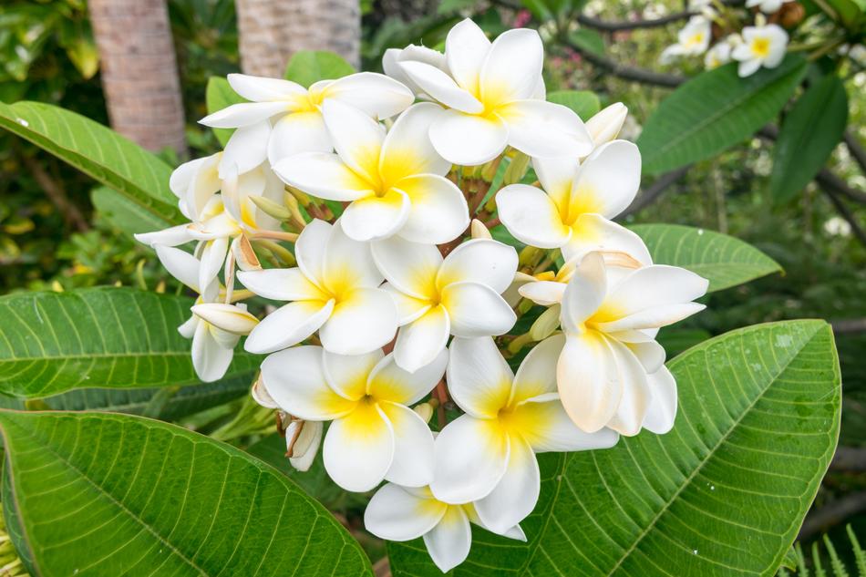 the bush of flowers is white with yellow
