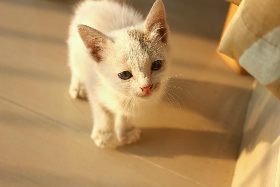 Baby Cat Kitten