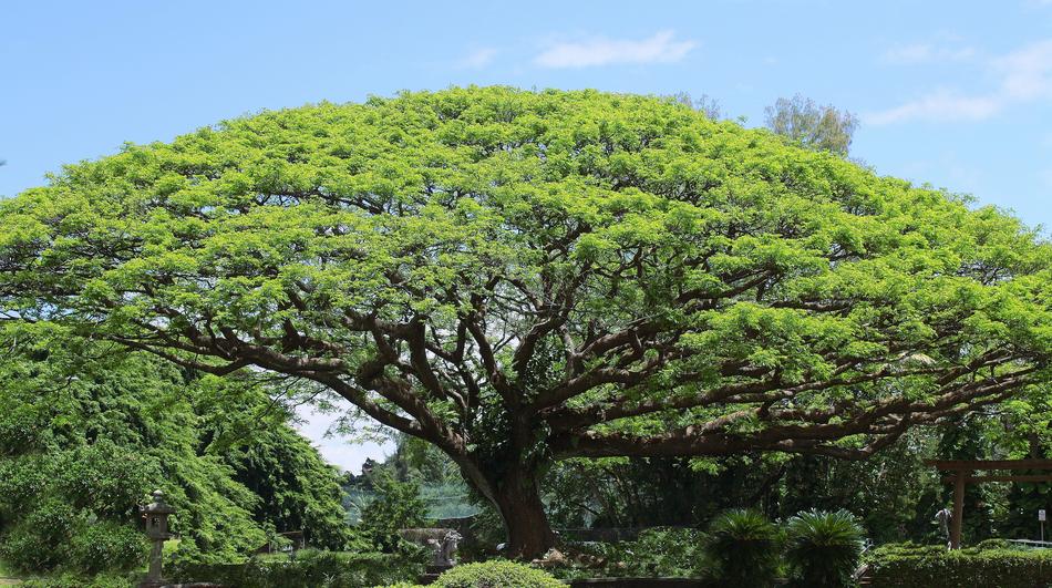 the green tree is more unusual