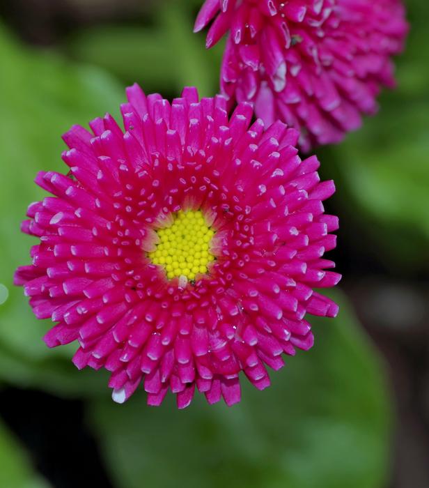 pink Astra Aster Flowers