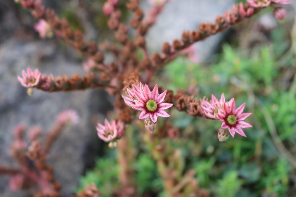 wild pink flowers on a stalk in the garden